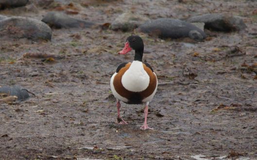 As usual the male Shelduck is looking out for trouble!