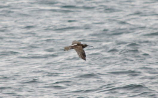 Curlew flying over 