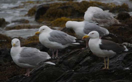 A group of Common Gulls with a Lesser Black-Backed Gull 