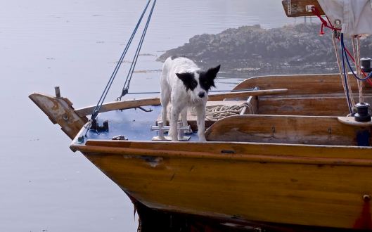 dogboat