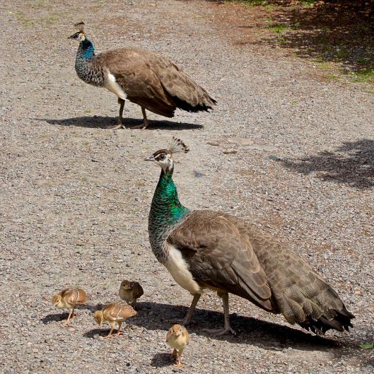 peahens